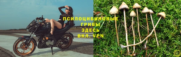 гидра Майский